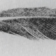 El dibujo de 1862 de la pluma fósil mostrando una pluma asumida.